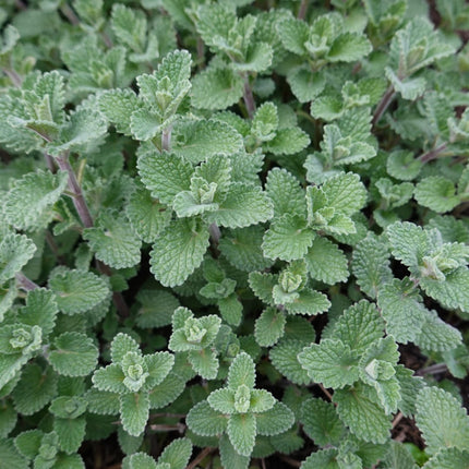 Nepeta faassenii Katzenminze – 24 Pflanzen – Ø9cm – Höhe 10-25cm – Lavendelblaue Sommerblüte – Winterharte Staude für Beet, Rabatte & Flächenpflanzung