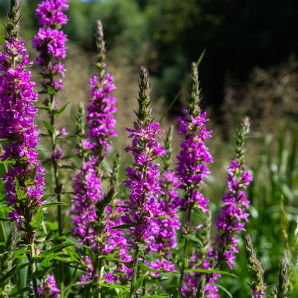 Lythrum salicaria Blutweiderich – 6 Pflanzen Ø9cm – Höhe10-25cm – Rosa purpurne Blütenstaude für Teichrand & Feuchtbeet – Pflegeleicht