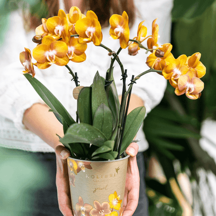 Phalaenopsis-Orchidee Las Vegas – 2 Pflanzen – Orange – Ø12cm – Zimmerpflanze mit 3-4 Blütenstielen – Edle Multiflora-Orchidee für Wohnung & Büro