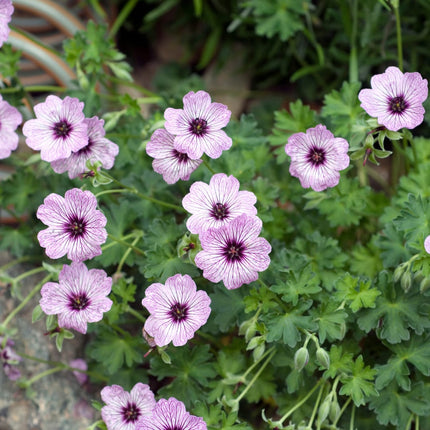 Geranium cinereum Ballerina – 60 Pflanzen – Ø9cm – Höhe 10-25cm – Winterharte Staude – Zartrosa Blüten – Pflegeleicht für Steingarten, Beet & Kübel