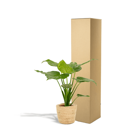 Alocasia Cucullata – Pfeilblatt – Zimmerpflanze – Ø19cm – ↕65cm – inkl. Naturkorb – Elefantenohr – Luftreinigend – Tropisches Flair