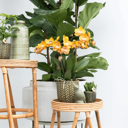Phalaenopsis-Orchidee Las Vegas – 2 Pflanzen – Orange – Ø12cm – Zimmerpflanze mit 3-4 Blütenstielen – Edle Multiflora-Orchidee für Wohnung & Büro