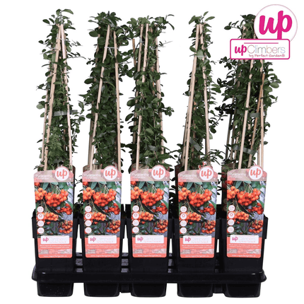 Feuerdorn – Pyracantha 'Orange Glow' – Ø15cm – ↕65cm – Immergrüner Strauch mit oranger Beerenpracht – Ideal als Sichtschutz & Vogelschutzhecke