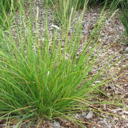 Sesleria autumnalis – 12 Pflanzen – Ø9cm – Höhe 10-25cm – Winterhartes Ziergras – Goldbraune Herbstfärbung