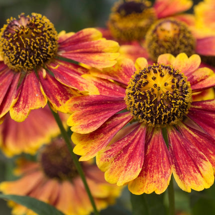 Helenium Moerheim Beauty – 48 Pflanzen – Ø9cm – Höhe 10-25cm – Sonnenbraut Staude – Gelb Orange Sommerblüher