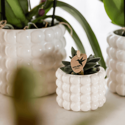 Ziertopf Poppy – Weiß – Ø6cm – Moderner Mini Blumentopf aus Keramik – Glänzender Übertopf für kleine Zimmerpflanzen, Sukkulenten & Kakteen