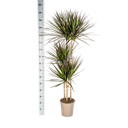 Dracaena Marginata Magenta inkl. Naturkorb – Höhe 130-150cm – Ø24cm – Elegante Zimmerpflanze mit roten Blatträndern