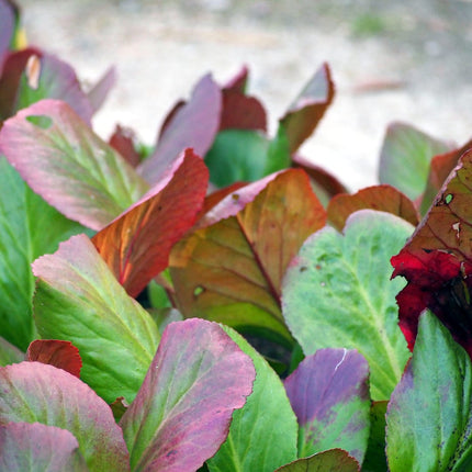 Schusterblume Bergenia cordifolia – 24 Pflanzen – 10-25cm – Ø9cm – Immergrüne Staude mit rosa Blüten