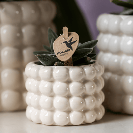 Ziertopf Poppy – Weiß – Ø6cm – Moderner Mini Blumentopf aus Keramik – Glänzender Übertopf für kleine Zimmerpflanzen, Sukkulenten & Kakteen