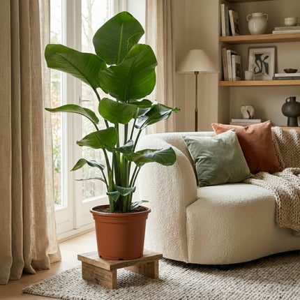 Strelitzia Nicolai Paradiesvogelblume Zimmerpflanze 80-90cm Ø19cm Pflegeleichte Großblattpflanze für Wohnzimmer Büro & Wintergarten