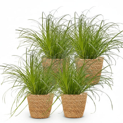 Cyperus Alternifolius Zumula Katzengras – 4er Set Zimmerpflanzen im Korb Ø12cm Höhe20cm – Haustierfreundliche Grünpflanze – Pflegeleicht
