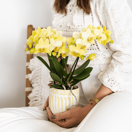 Gelbe Phalaenopsis Orchidee 'Albenga' – Ø9cm – Zimmerpflanze mit 2-3 Blütenstielen – Lange Blütezeit – Pflegeleicht – Direkt vom Züchter