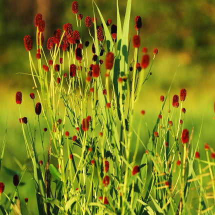 Sanguisorba officinalis Tanna – 24 Pflanzen – Ø9cm – Höhe 10-25cm – Winterharte Staude – Dunkelrosa Blütenähren