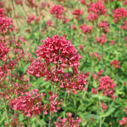 Rote Spornblume Centranthus ruber Coccineus – 60 Pflanzen – Sommerblühende Staude für Sonne & trockene Standorte – 10-25cm – Ø9cm