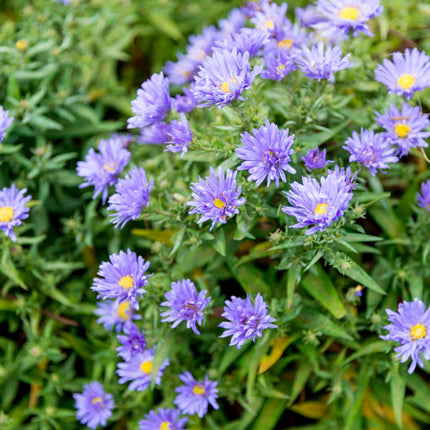 Aster frikartii Mönch – 60 Pflanzen – 10-25cm – Ø9cm – Langblühende Staude für sonnige Beete – Bienenfreundliche Gartenpflanze – Herbstblüher