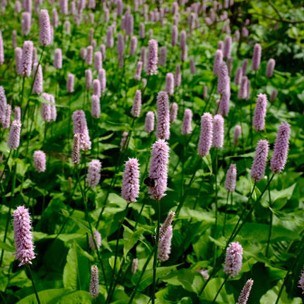 Persicaria affinis Superba – 6 Pflanzen – Ø9cm – Höhe 10-25cm – Winterharte Staude – Dunkelrote Blütenähren – Bienenfreundlich für Beet & Präriegarten