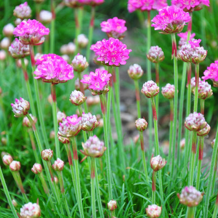 Grasnelke Armeria maritima ‘Splendens’ – 48 Pflanzen – 10-25cm – Ø9cm – Winterharte Staude mit rosa Blüten – Für sonnige Beete, Steingarten & Bordüren