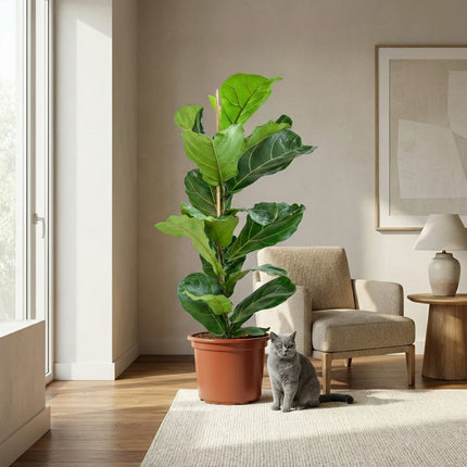 Ficus Lyrata Geigenfeige Zimmerpflanze 75-85cm 21cm Pflegeleichte Grünpflanze für Wohnzimmer Büro & Innenräume