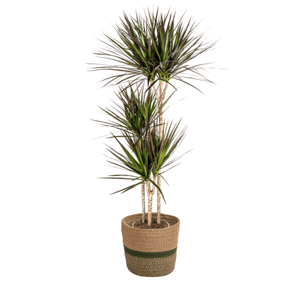 Dracaena Marginata Magenta inkl. Naturkorb – Höhe 130-150cm – Ø24cm – Elegante Zimmerpflanze mit roten Blatträndern