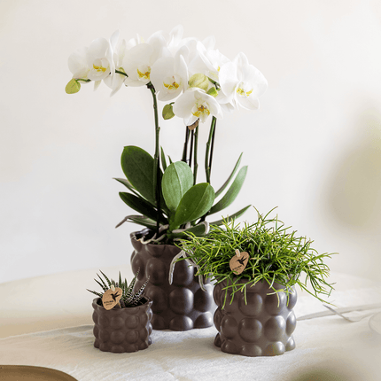 Blumentopf Cotton – Braun – Ø6cm – Kleiner Keramik Pflanztopf in matter Optik – Stilvoller Übertopf im Slow Living Design für Mini