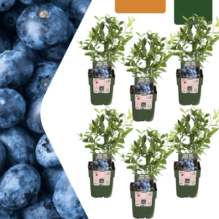 Vaccinium corymbosum – Bio – Heidelbeere – Ø13cm – ↕20cm – 6 Pflanzen – Biologische Heidelbeerpflanzen – Für Balkon, Terrasse & Garten