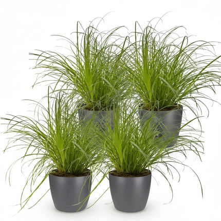 Cyperus Alternifolius Zumula Katzengras – 4er Set Zimmerpflanzen im grauen Topf Ø12cm Höhe20cm – Haustierfreundliche Grünpflanze – Pflegeleicht