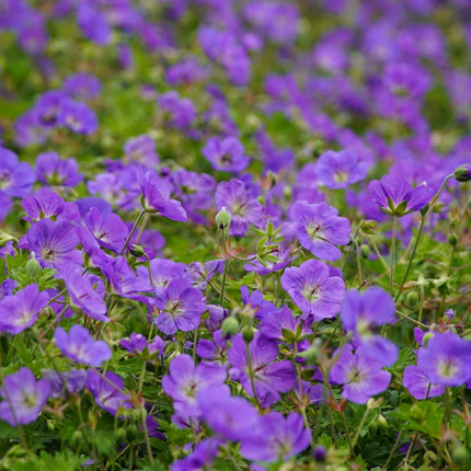 Geranium Azure Rush – 48 Pflanzen – Ø9cm – Höhe 10-25cm – Winterharte Staude – Hellblaue Blüten – Bodendecker für Beet, Steingarten & Kübel