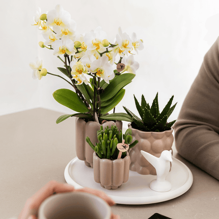 Retro – Ziertopf Sand Ø9cm – Runder Übertopf mit Rillenstruktur – Blumentopf im Vintage – Design – Mattes Finish für Zimmerpflanzen & Orchideen