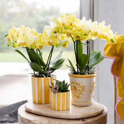 Gelbe Phalaenopsis Orchidee 'Albenga' – Ø9cm – Zimmerpflanze mit 2-3 Blütenstielen – Lange Blütezeit – Pflegeleicht – Direkt vom Züchter