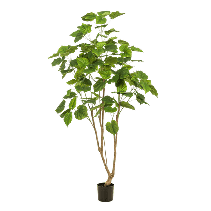 Kunstpflanze Ficus Umbellata – Afrikanische Feige – ca. 180cm hoch – künstliche Zimmerpflanze mit großen Blättern