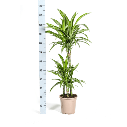 Dracaena Deremensis White Stripe inkl. Naturkorb – Höhe 90-110cm – Ø21cm – Pflegeleichte Zimmerpflanze mit weißen Blatträndern