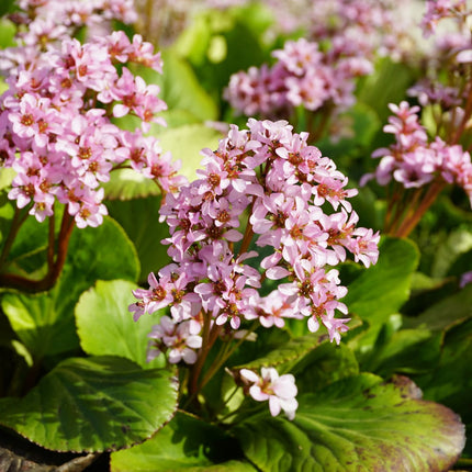 Schusterblume Bergenia cordifolia – 48 Pflanzen – 10-25cm – Ø9cm – Immergrüne Staude mit rosa Blüten