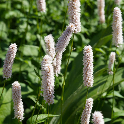 Persicaria bistorta Superba – 6 Pflanzen Ø9cm – Höhe10-25cm – Rosa Blütenstaude für feuchte Beete & Teichrand – Bienenfreundlich winterhart