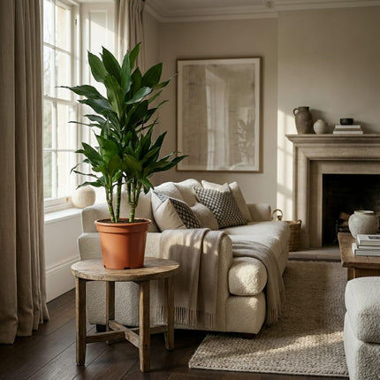 Drachenbaum Janet Craig Dracaena Zimmerpflanze 90-100cm Ø21cm Pflegeleichte Grünpflanze für Wohnzimmer Büro & Innenräume
