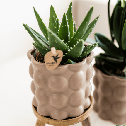 Topf Baumwolle – Sand – Ø9cm – Übertopf mit organischer Rillenstruktur – Keramik – Blumentopf für Orchideen & Zimmerpflanzen