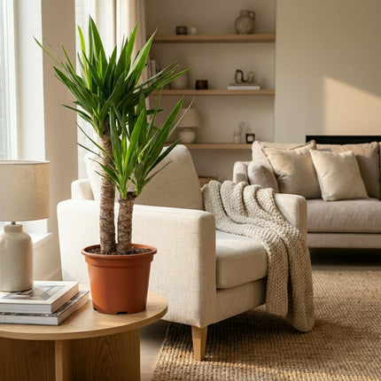 Yucca Elephantipes Palmlilie Zimmerpflanze 80-90cm 21cm Pflegeleichte Grünpflanze für Wohnzimmer Büro & Innenräume