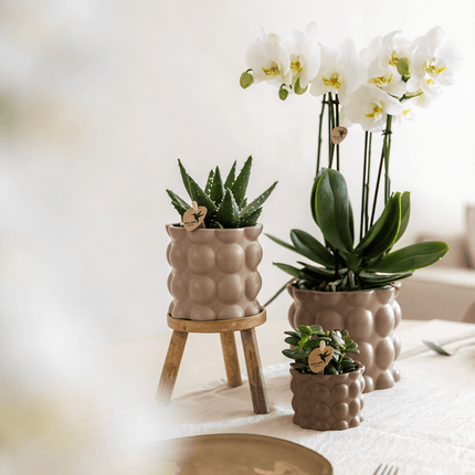 Blumentopf Cotton – Sand – Ø6cm – Kleiner Keramik Pflanztopf in matter Optik – Stilvoller Übertopf im Slow Living Design für Mini