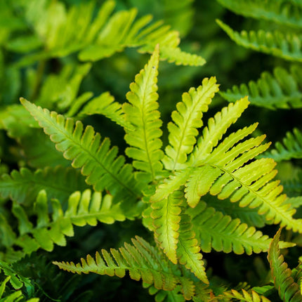 Polystichum setiferum Herrenhausen – 6 Pflanzen – Ø9cm – Höhe 10-25cm – Immergrüner Farn – Schattenpflanze für Beet & Gehölzunterpflanzung