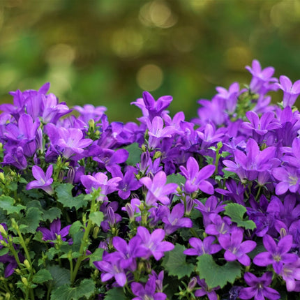 Campanula portenschlagiana – 24 Pflanzen Dalmatiner – Glockenblume – 10-25cm – Ø9cm – Winterharte Bodendecker Staude