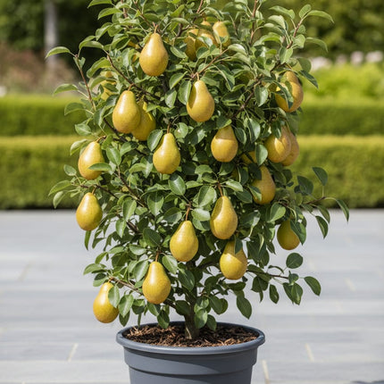 Birnbaum Pyrus communis Conference – Gelbe Birne – Obstbaum – Höhe ca. 90cm – 21cm – Ertragreiche, pflegeleichte Obstpflanze für Garten & Terrasse