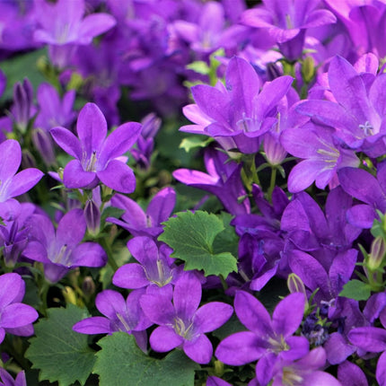 Campanula portenschlagiana – 24 Pflanzen Dalmatiner – Glockenblume – 10-25cm – Ø9cm – Winterharte Bodendecker Staude