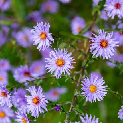 Aster frikartii Mönch – 12 Pflanzen Sommeraster – 10-25cm – Ø9cm – Langblühende Staude für sonnige Beete – Bienenfreundliche Gartenpflanze