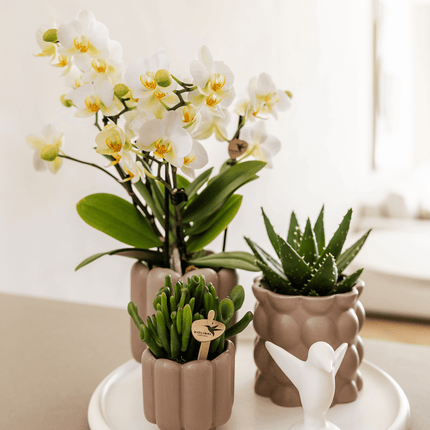 Retro – Ziertopf Sand Ø6cm – Runder Blumentopf mit Rillenstruktur – Übertopf im Vintage – Design – Mattes Finish für Mini