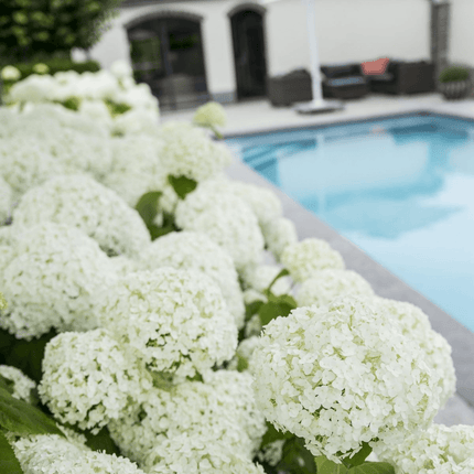 Hortensie – Hydrangea arborescens 'Strong Annabelle' – Ø19cm ↕30cm – Winterharte Gartenpflanze mit großen weißen Blüten
