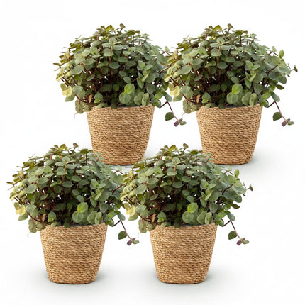 Calissia Repens Zimmerpflanze 4er Set inkl. Naturkorb