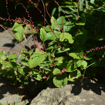 Persicaria amplexicaulis Speciosa – 48 Pflanzen – Ø9cm – Höhe 10-25cm – Winterharte Staude – Tiefrote Blütenähren