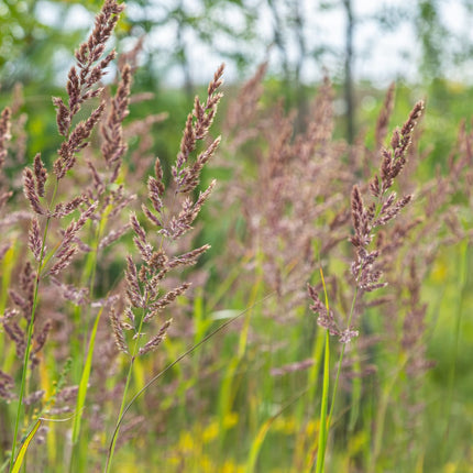 Diamantgras Calamagrostis brachytricha – 60 Pflanzen – Ziergras mit rosa Blütenrispen – 10-25cm – Ø9cm – Winterhart – Für Beet & Präriegarten
