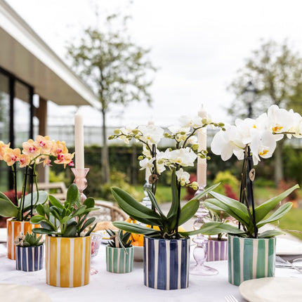 Weiße Phalaenopsis Orchidee Lausanne im Painted Stripe Ziertopf Türkis – Ø9cm – Multiflora Zimmerpflanze mit 2-3 Blütentrieben