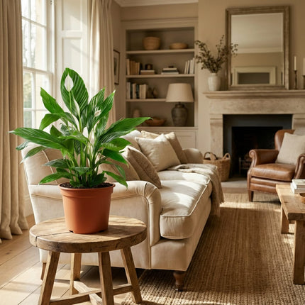 Spathiphyllum Mondblume Zimmerpflanze 70-80cm 19cm Pflegeleichte Grünpflanze mit weißen Blüten für Wohnzimmer Büro & Schlafzimmer