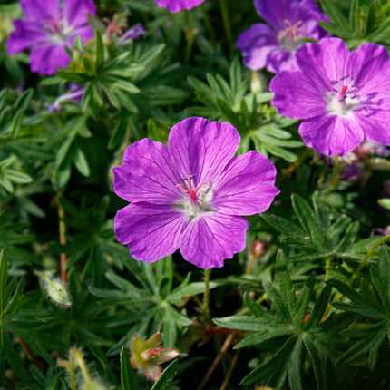 Geranium sanguineum Blut – Storchschnabel – 24 Pflanzen Ø9cm – Höhe10-25cm – Rosa rote Blütenstaude für sonnige Beete & Steingarten – Flächendecker